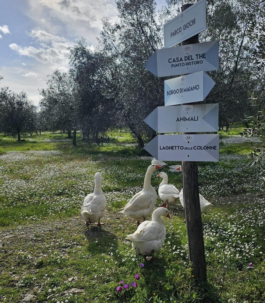 Agriturismo Fattoria Di Maiano Fiesole Ngoại thất bức ảnh