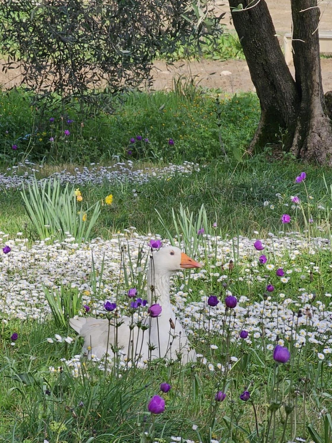 Agriturismo Fattoria Di Maiano Fiesole Ngoại thất bức ảnh